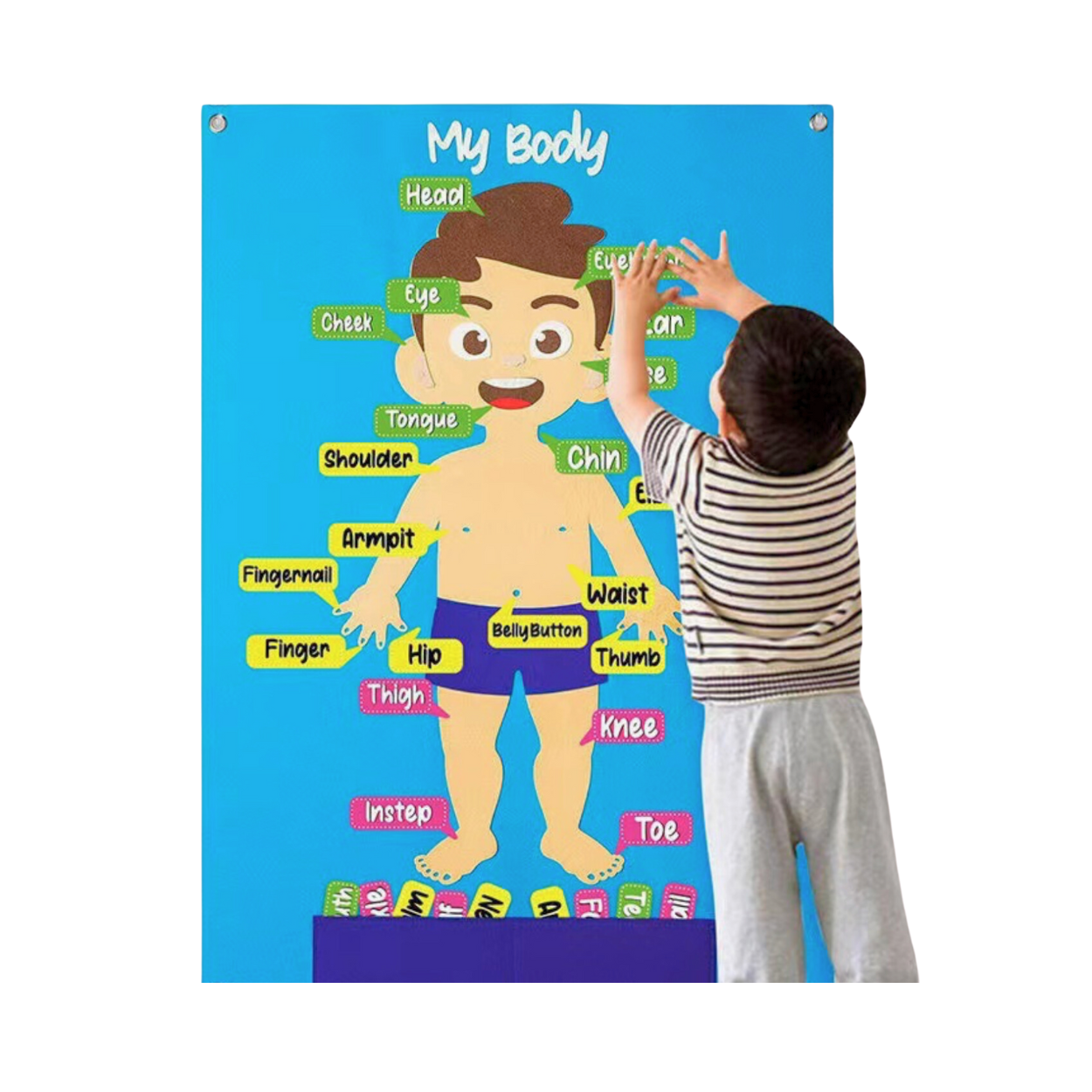 Educational Tool Discover My Body